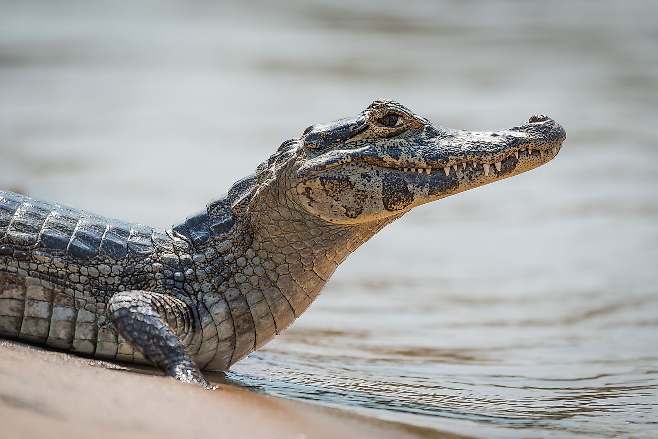 The yacare caiman can be found in Bolivia. 