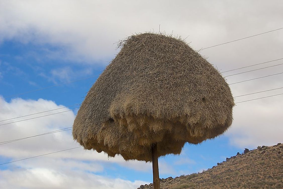 A social weaver community nest on an electricity pole.