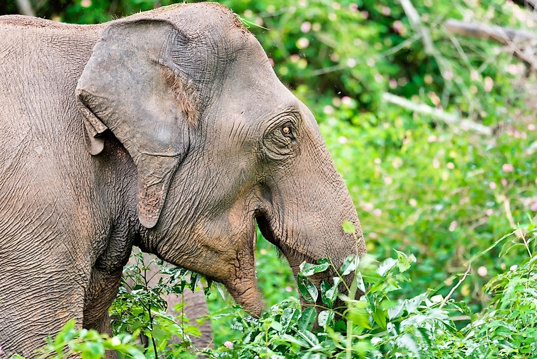 The Indian elephant is an example of an endangered species that can be found in Thailand. 