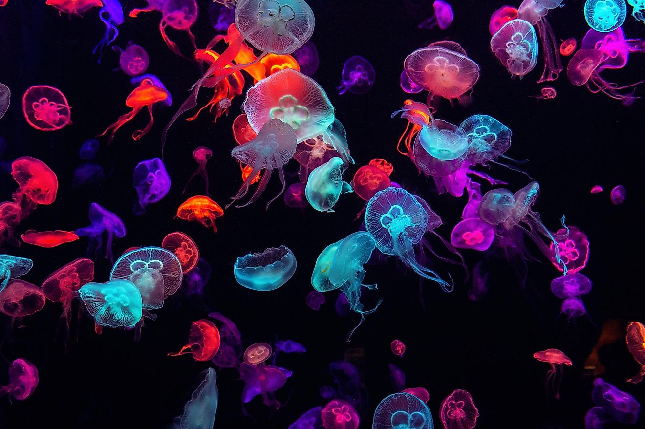 Aquarium of jellyfish.
