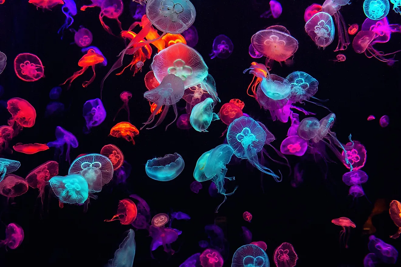 Aquarium of jellyfish.