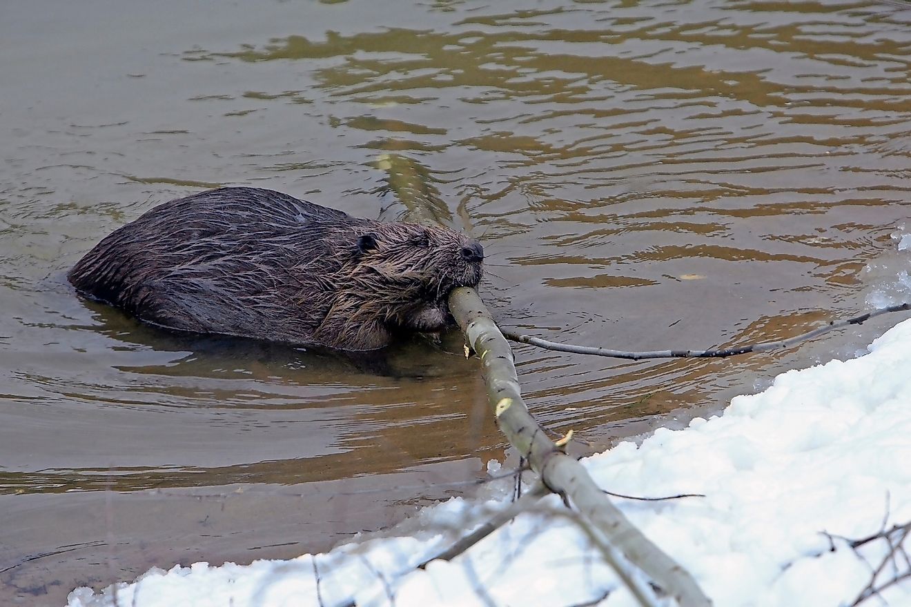 A beaver swimming in the cold waters of the taiga holding a log in its mouth. Image Sergei Brik/Shutterstock.com