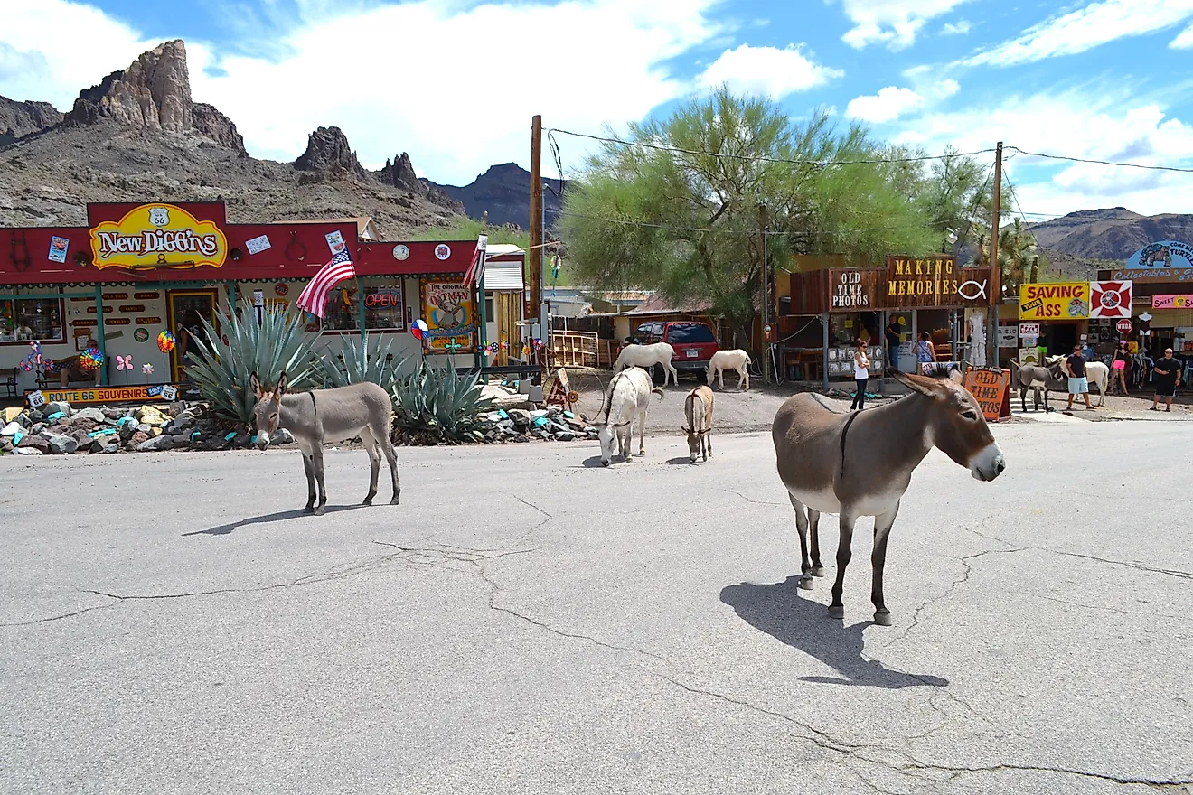 Burros in downtown Oatman, Arizona. Image credit: Nick Clephane / Shutterstock.com