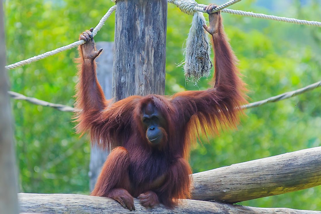 The critically endangered Sumatran orangutan.
