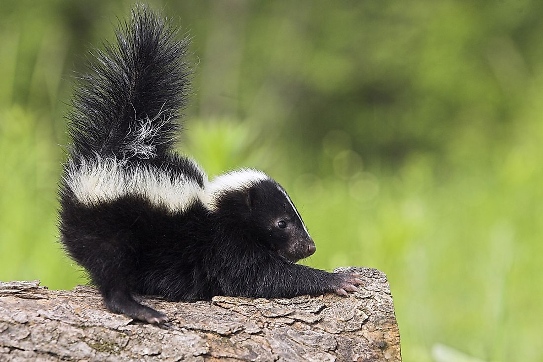 Skunks are nocturnal animals and can often be found in cities. 