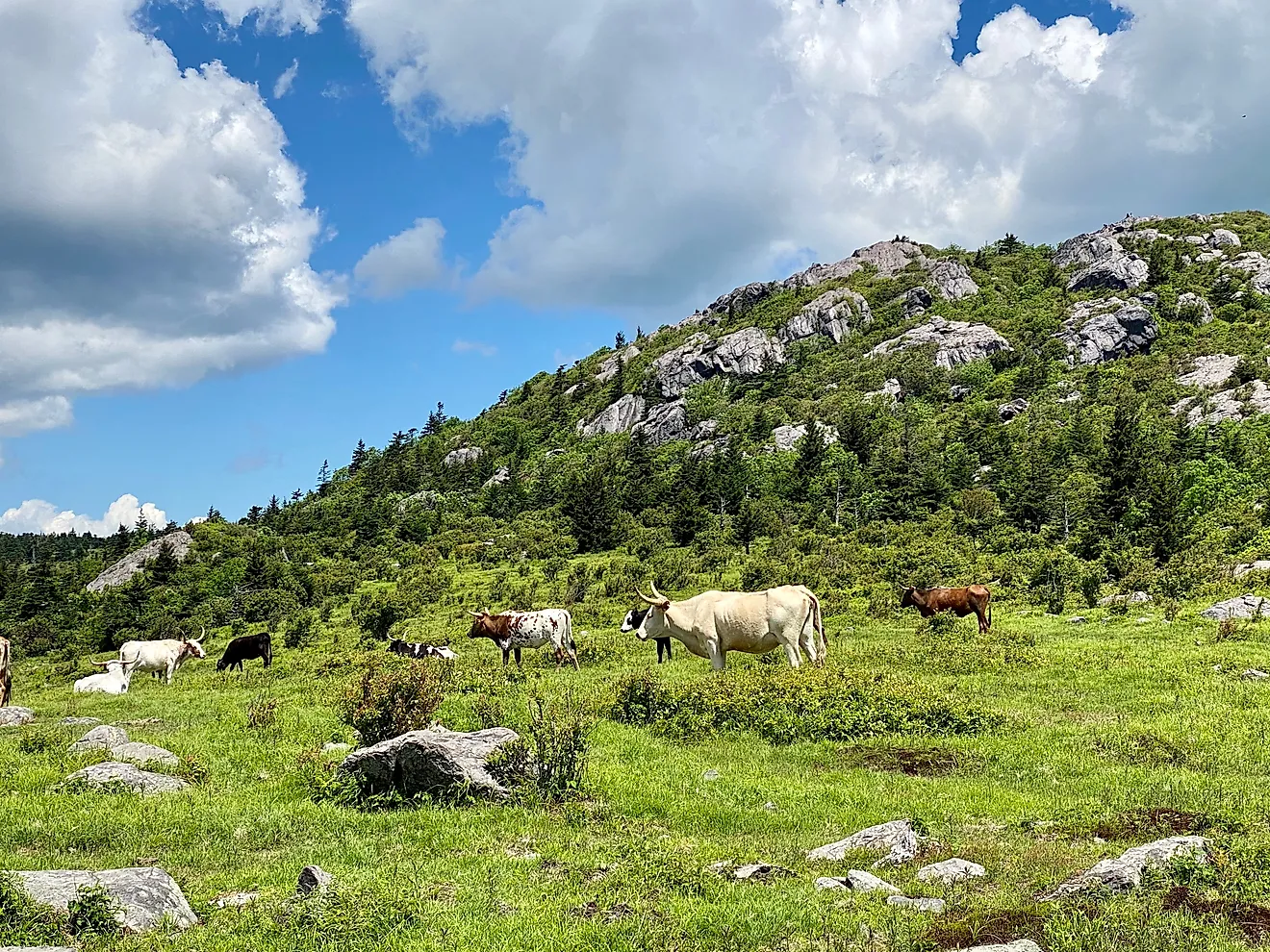 Cattle grazing at Mount Rogers National Recreation Area. Image Credits: Maxwell Brian via Shutterstock