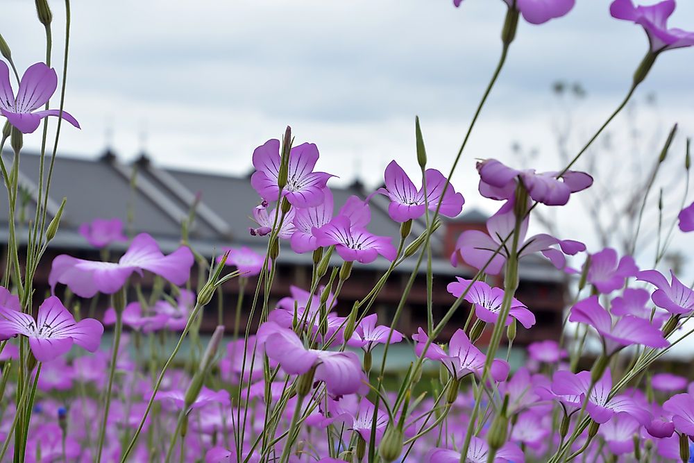 Rose campion, Agrostemma githago. 