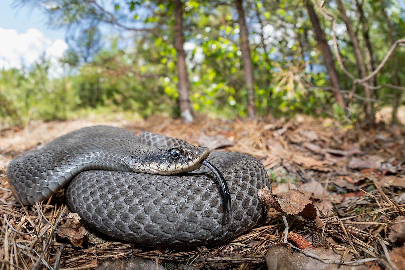 The Eastern hognose snake is popular among the Wolf River in Wisconsin.