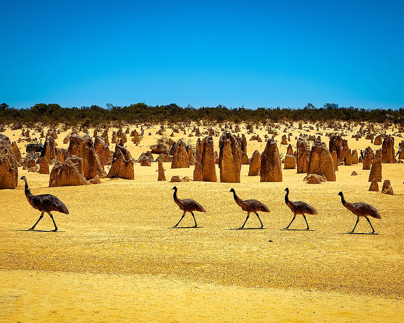 Emus at the Pinnacles Desert, WA, Australia. Image credit: mcography/Shutterstock.com