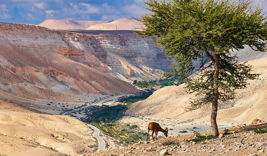 Vegetation in the Negev is sparse. 