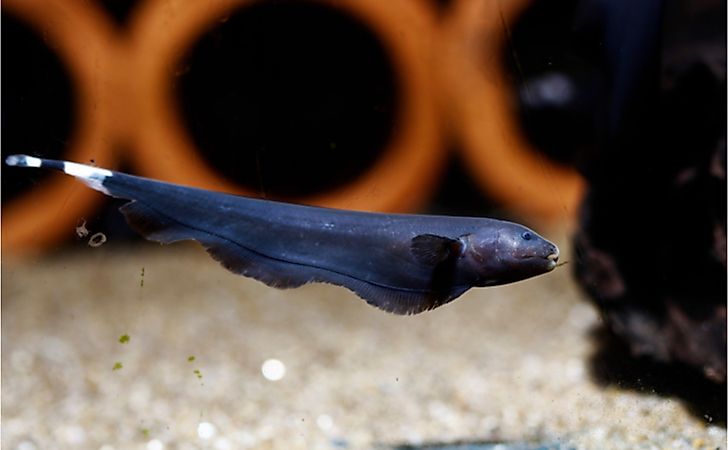 Black Ghost Knifefish  