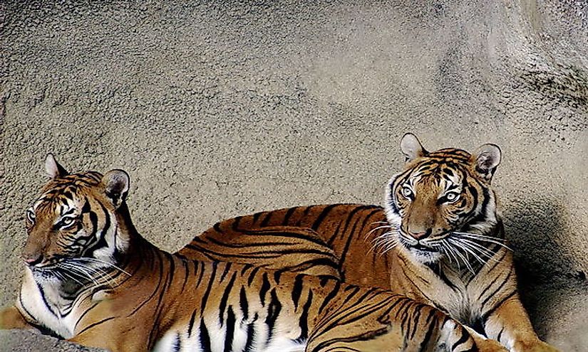 A comparison of all the different tiger species alive today (made by  GuateGojira) : r/bigcats