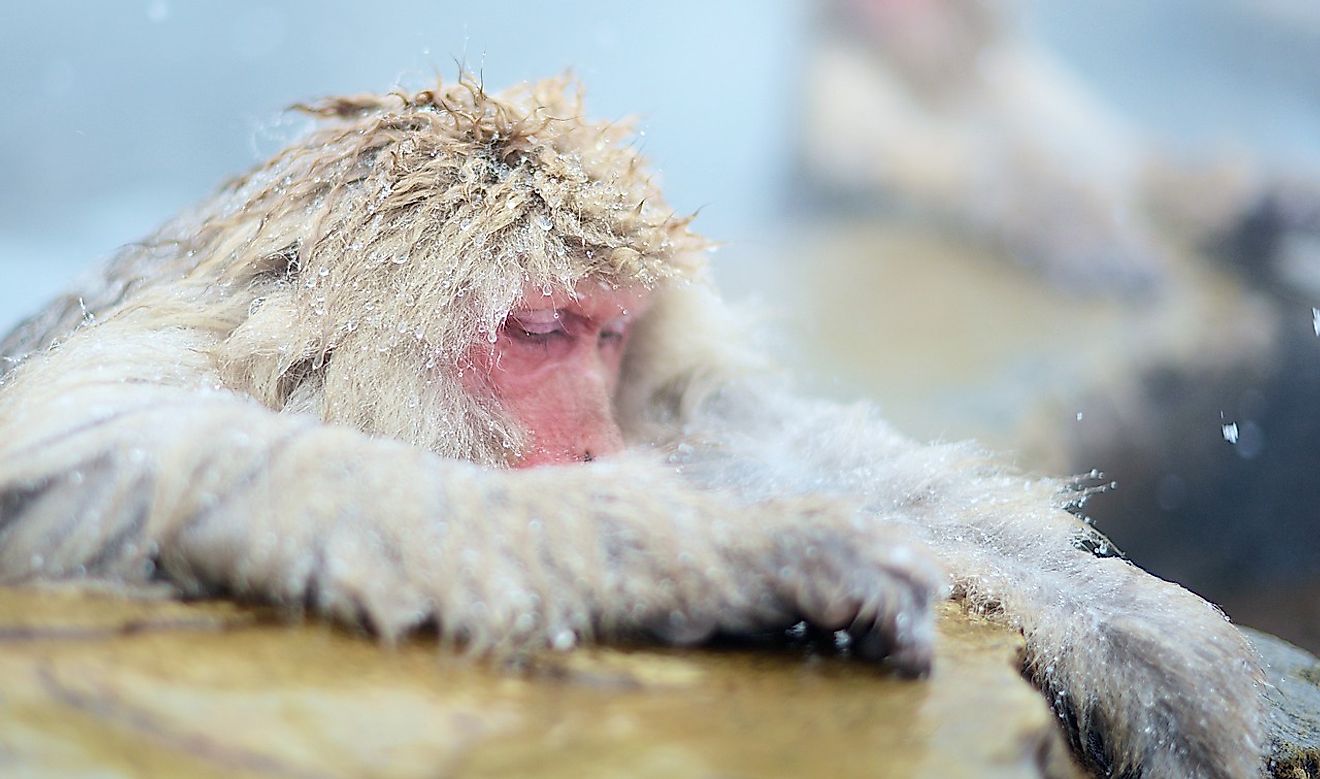 Snow Monkeys (Japanese macaque) get their name from the color of their fur, as well as their ability to thrive in much colder climates than most monkeys.