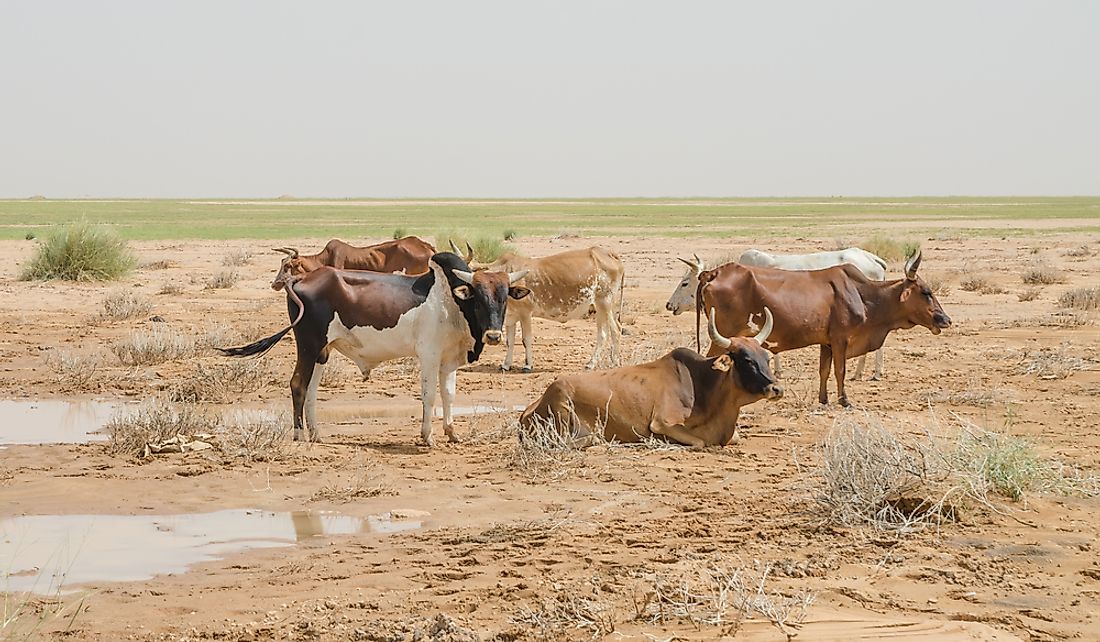 Livestock is important in rural Mauritania.