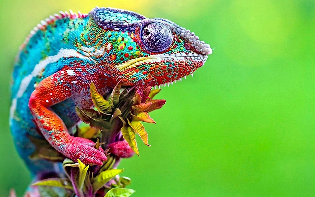 The chameleon is a vertebrate and a reptile. 