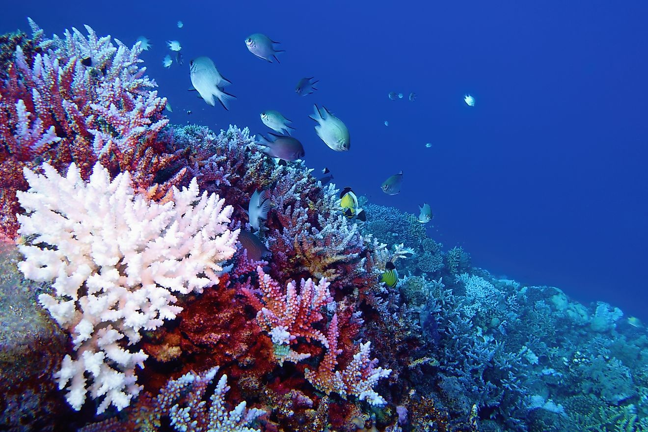 Coral bleaching of Acropora hard corals
