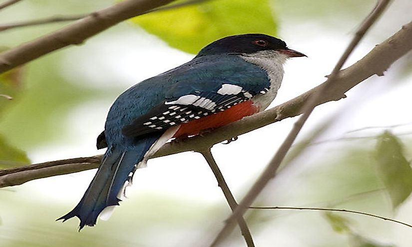The Cuban trogon is a Cuban endemic species and is the national bird of Cuba.