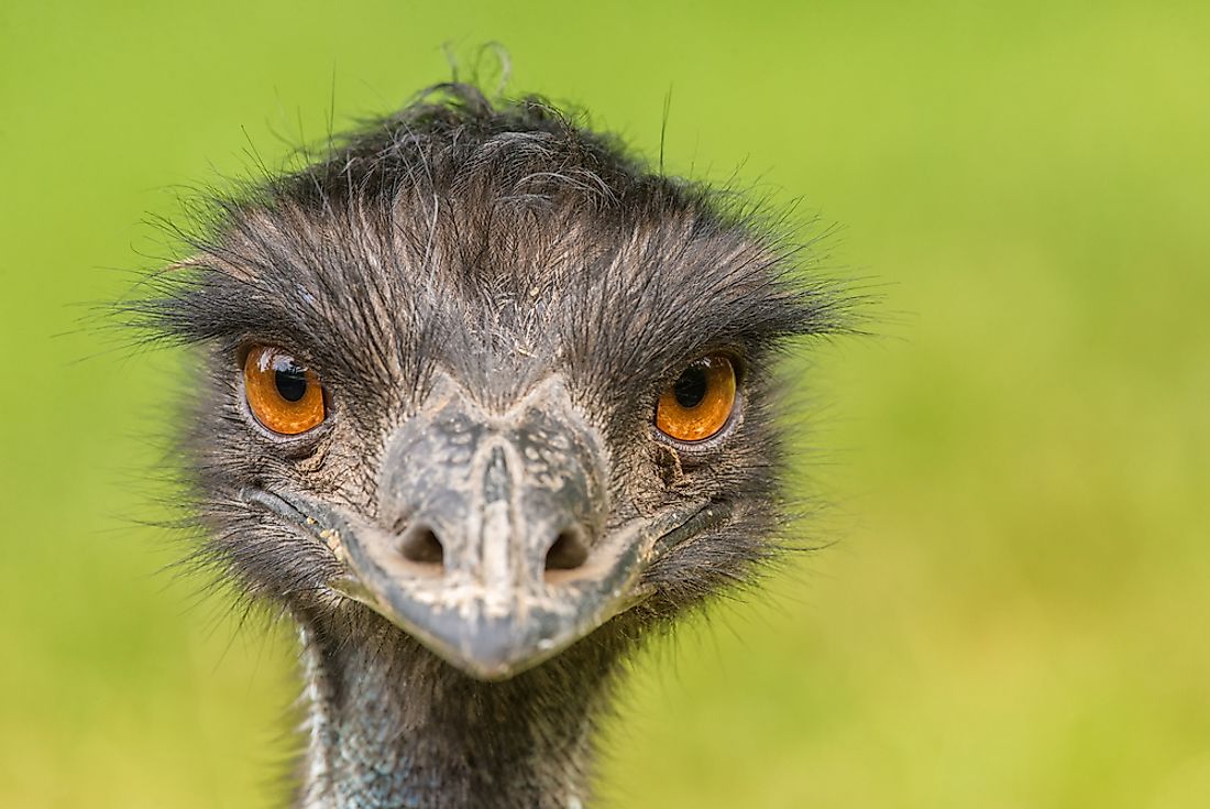 An Australian Emu posing for the camera.