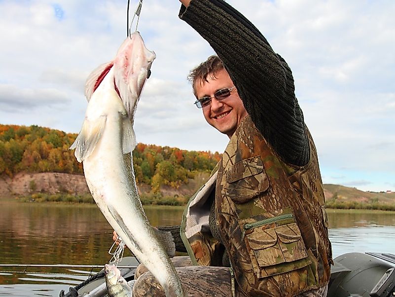 A happy fisherman successfully catching a Zander from a Russian Lake.