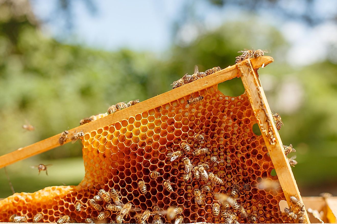 How Do Bees Make Honey? - WorldAtlas