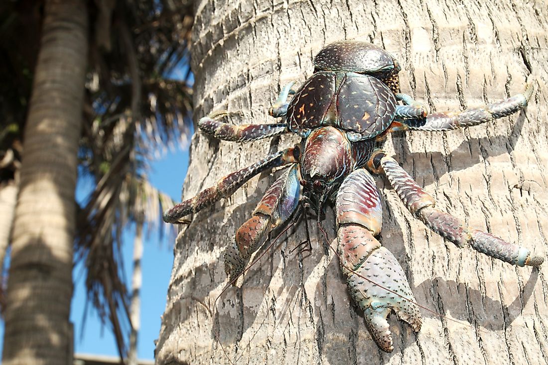 Coconut crabs are often seen climbing coconut palms. 