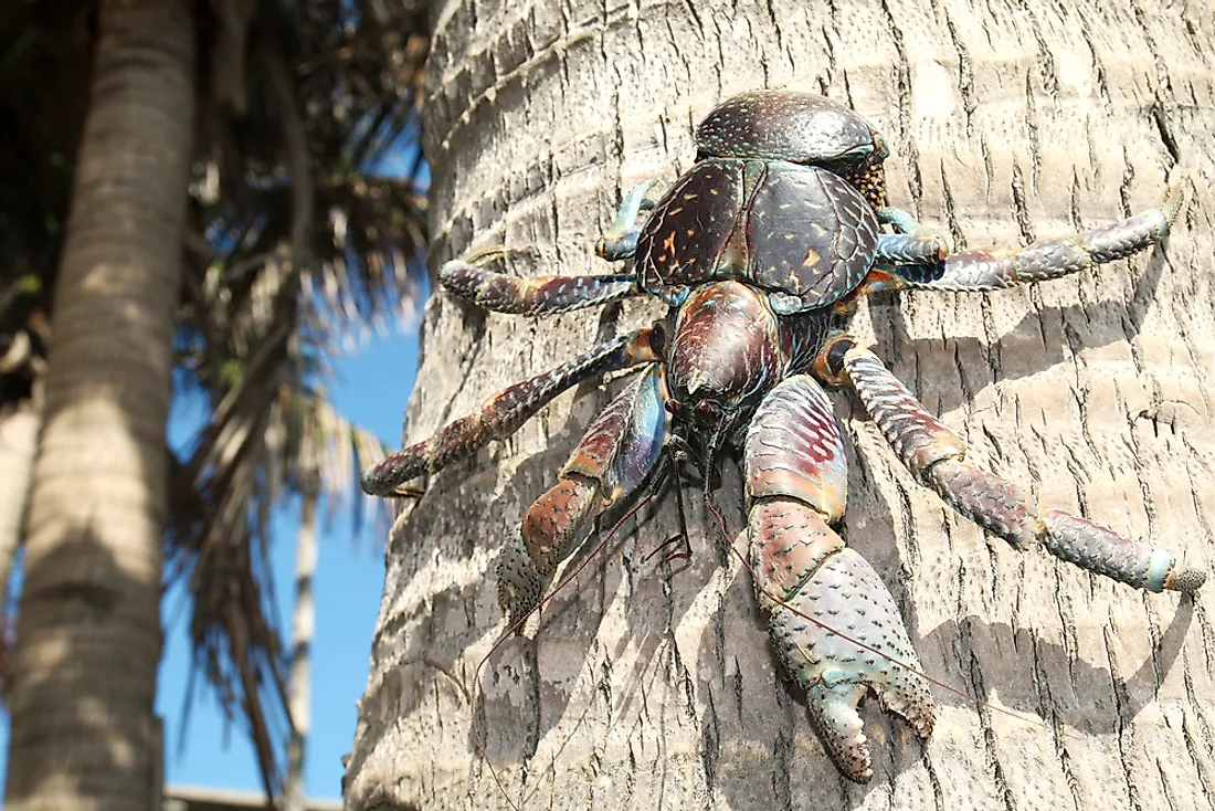 The Biggest Crabs In The World Worldatlas