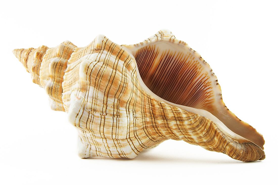 Have you ever tried to hear the ocean through a conch shell?
