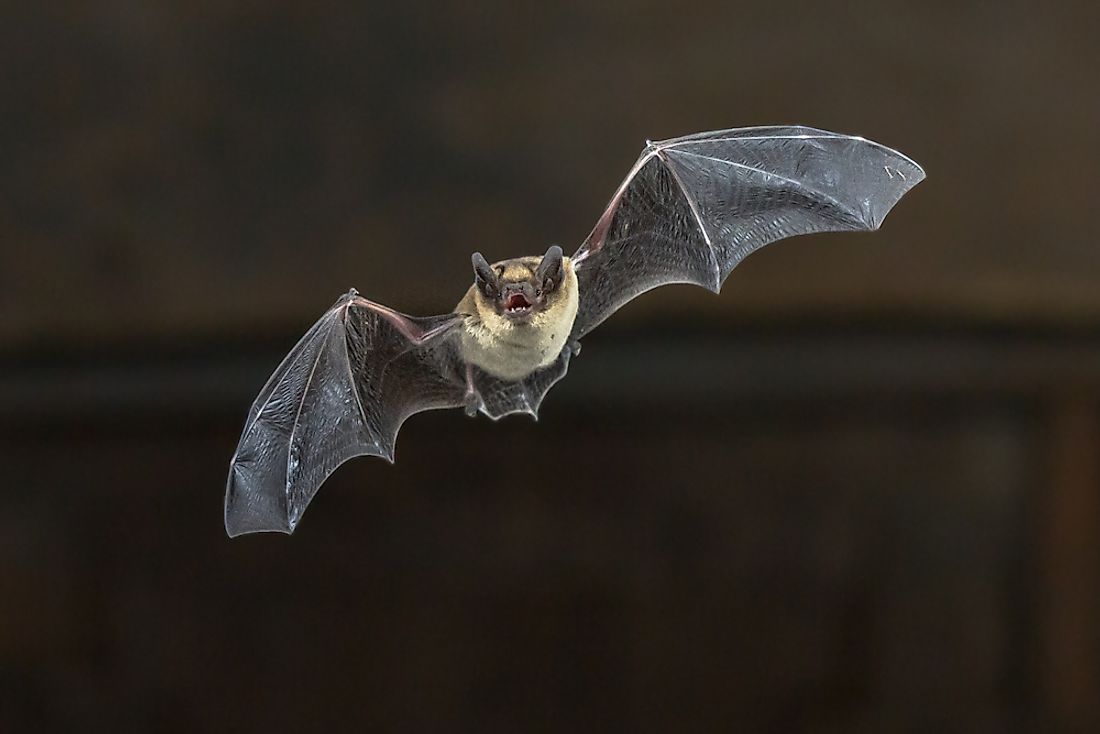 Bats are the only mammals with the ability to fly. 