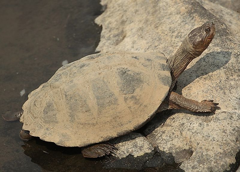 An African Helmeted Turtle (Pelomedusa subrufa) exiting a river.