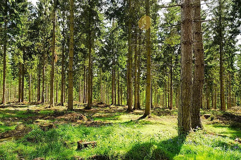 A wooded land during the summer in England