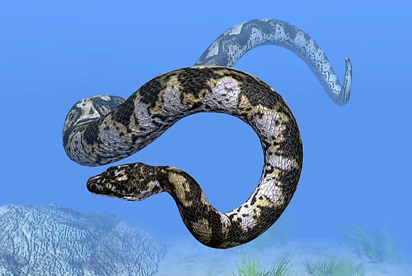 Titanoboa likely spent most of its time in the water.