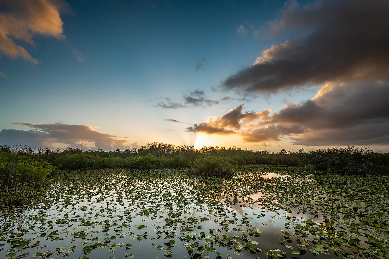 Sunrise Bursts Over Lily Pond in Everglades National Park from the Anhinga Trail. 