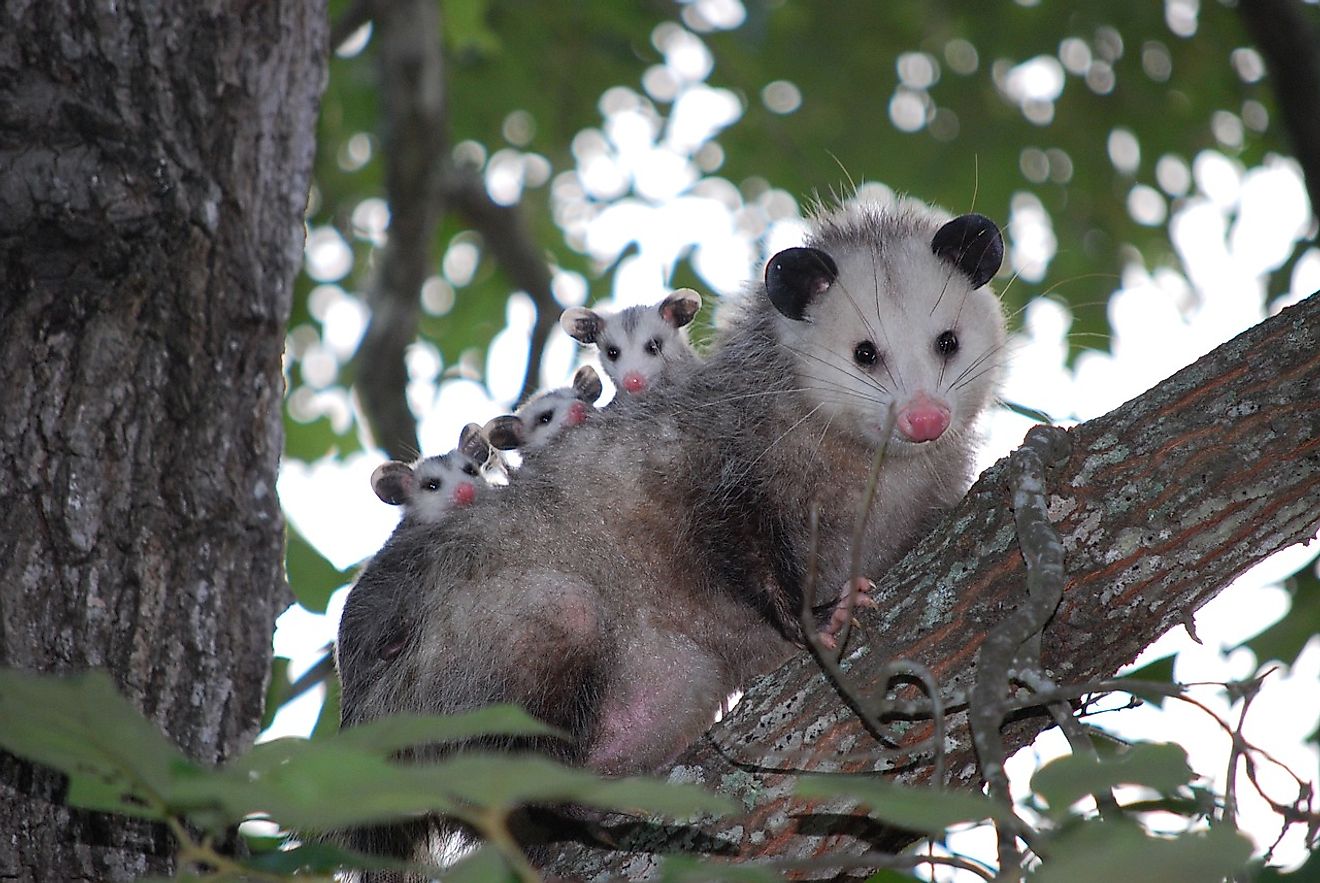 An opossum on a tree branch. Image credit: Needpix.com