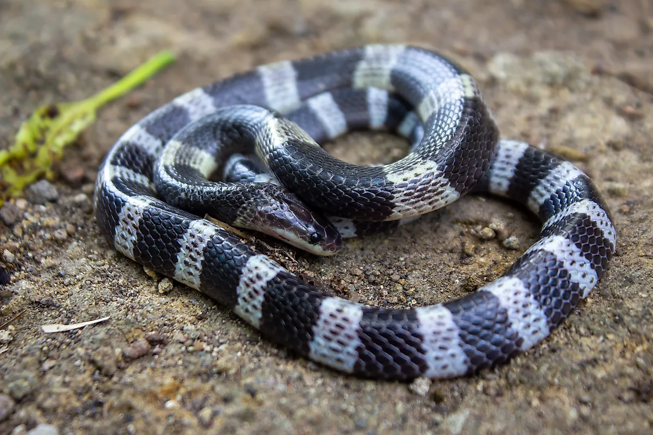 A Malayan blue krait (Bungarus candidus). 