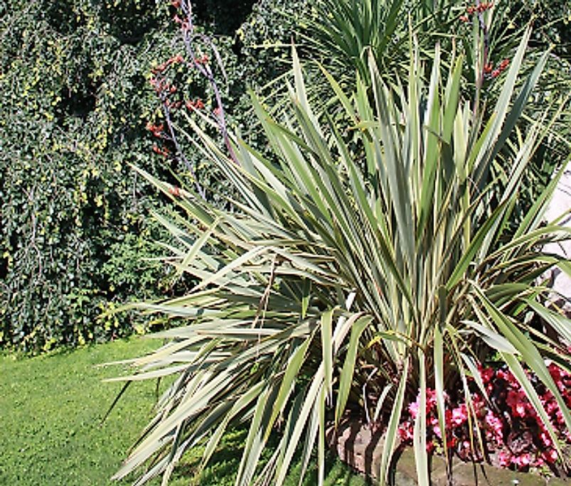 Backyard Sisal plants are popular for landscaping (pictured), while they are commercially grown on large plantations for their versatile fibers.
