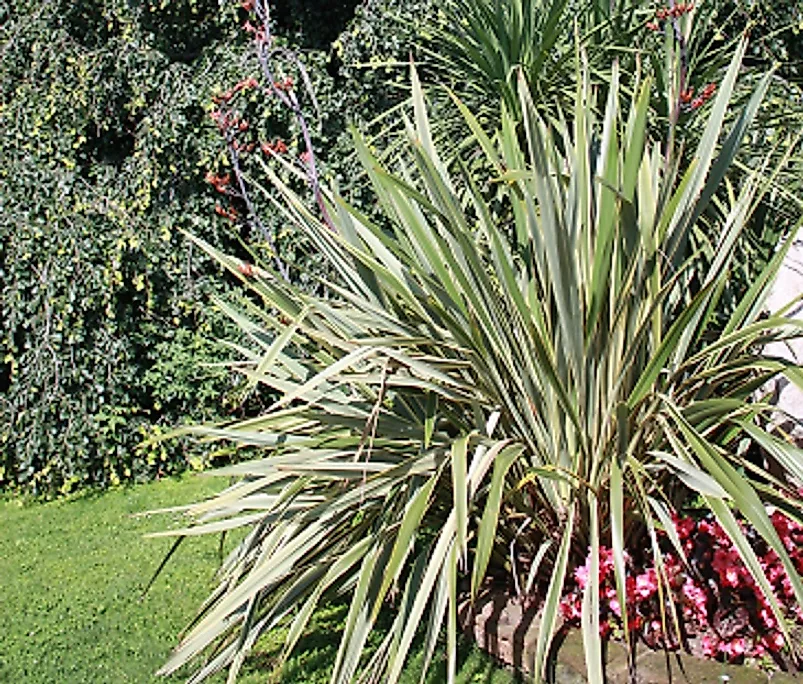 Backyard Sisal plants are popular for landscaping (pictured), while they are commercially grown on large plantations for their versatile fibers.