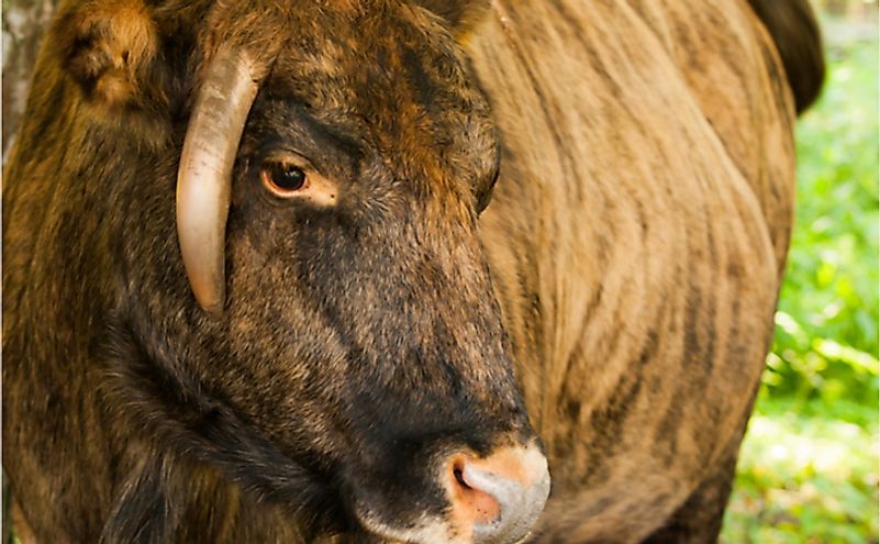 Zubron - hybrid of domestic cattle and european bison.