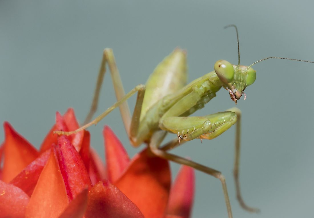 The name praying mantis (matis religiosa) came from the praying-like posture with the folded forelimbs.