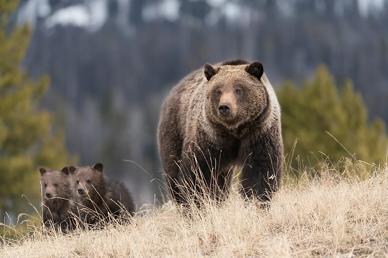 USA, Wyoming, Bridger-Teton National Forest. Grizzly bear sow with spring cubs.