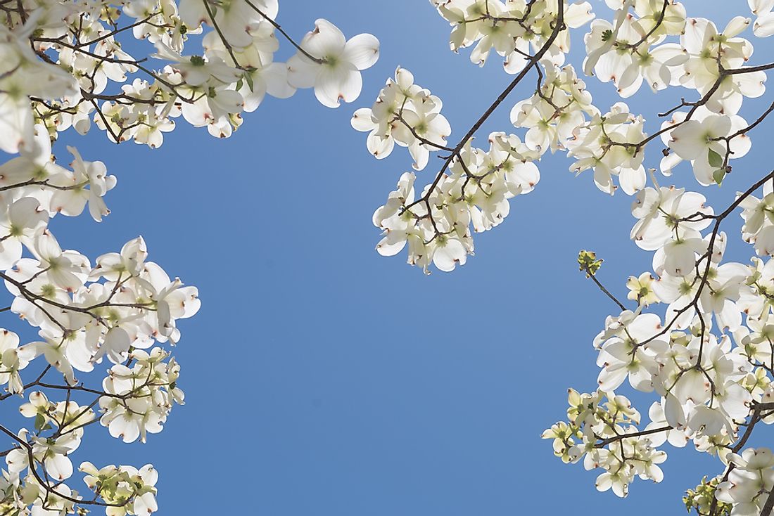 The dogwood tree blossom, the state flower of North Carolina. 
