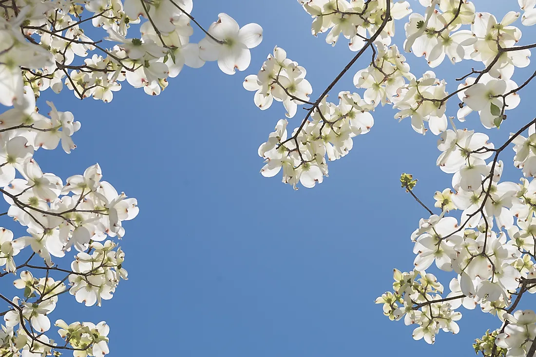 tennessee state flower and tree