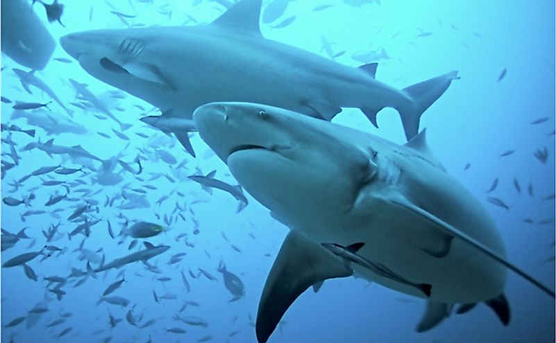 Bull shark, carcharhinus leucas, Bega lagoon, Fiji.