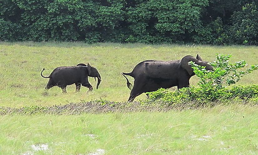 An elephant and her offspring at the Loango National Park.