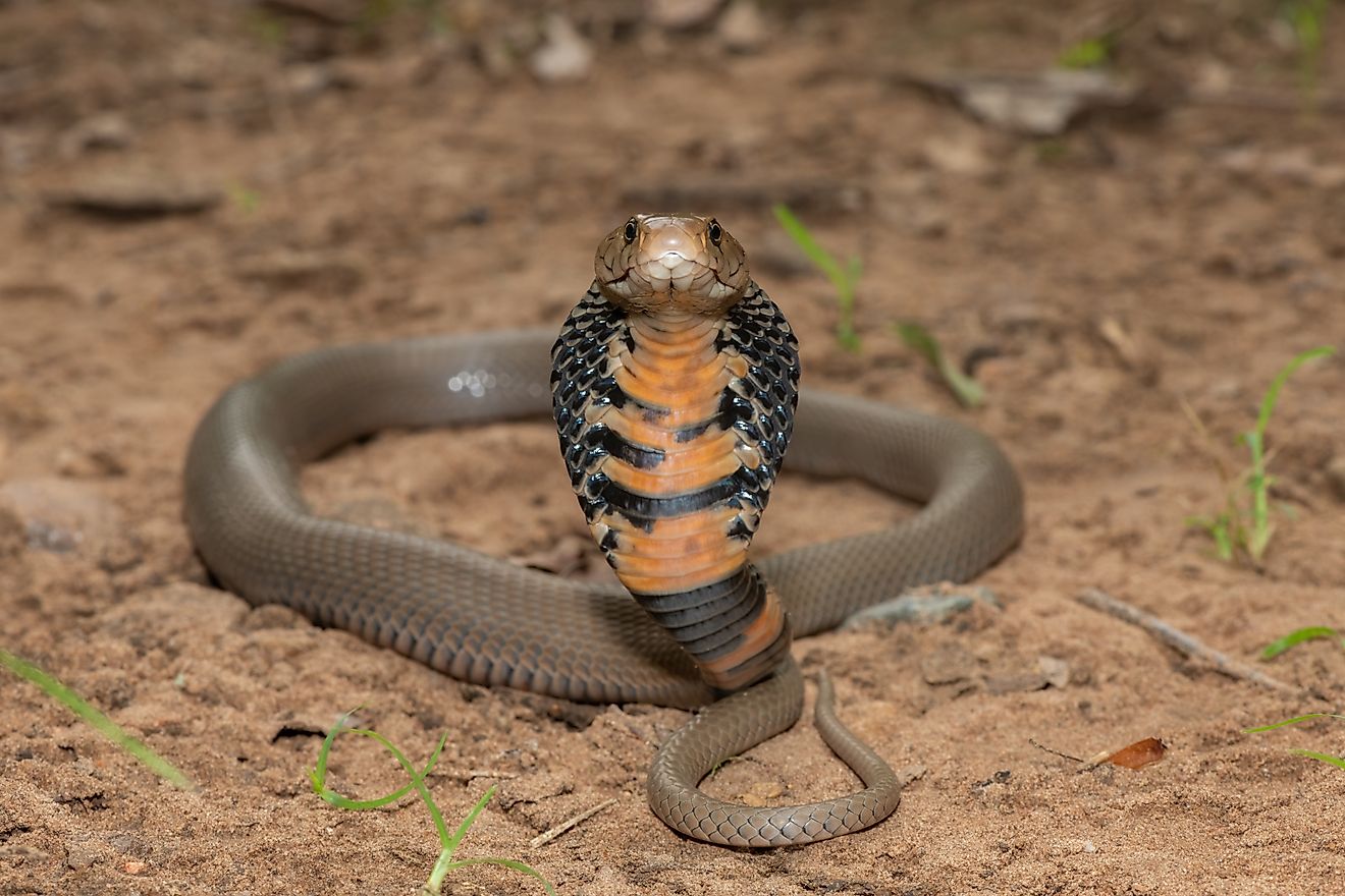 A venomous Mozambique Spitting Cobra (Naja mossambica) displaying its defensive hood.