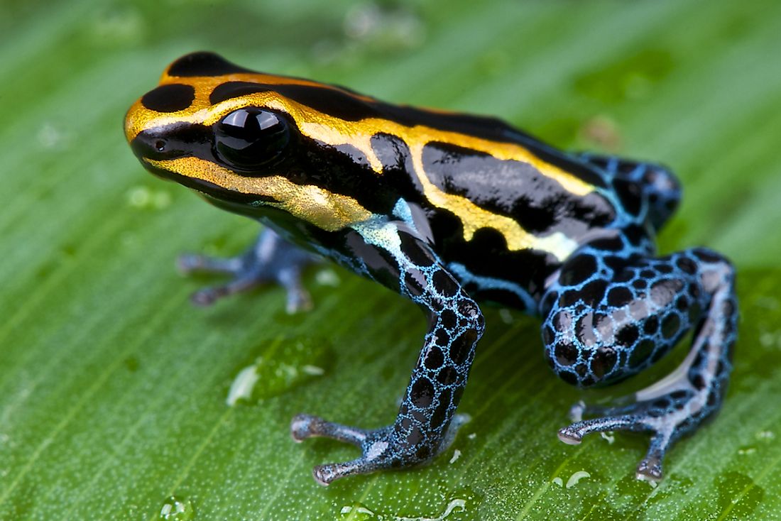 Poison dart frogs are native to Brazil. 
