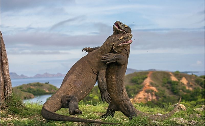 Two Komodo dragon fight with each other in Indonesia.