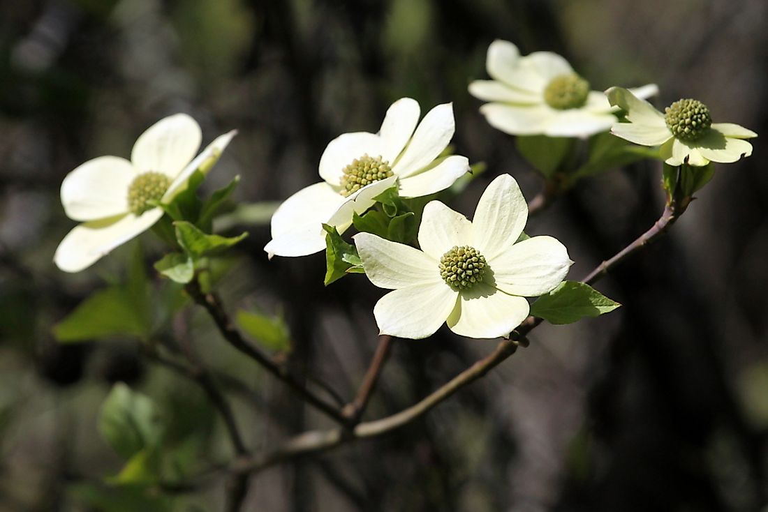 The pacific dogwood flower. 