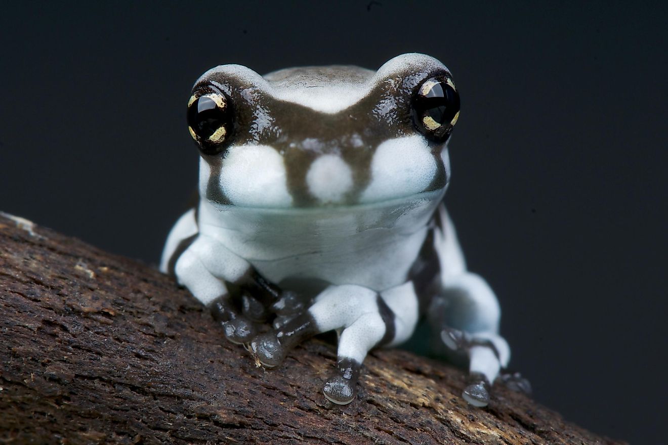 Top Facts About The Amazon Milk Frog - WorldAtlas