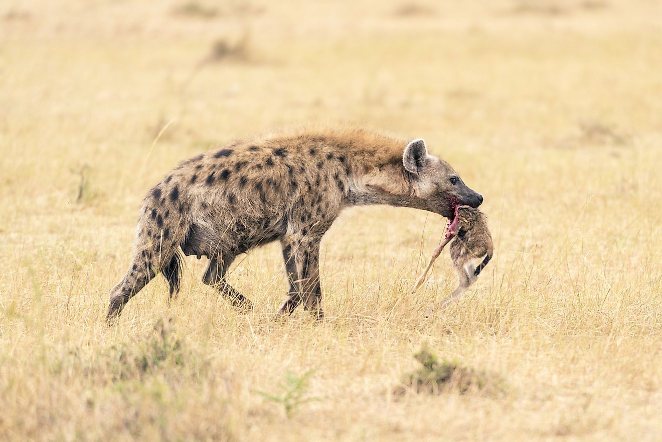 Spotted Hyena (Crocuta crocuta) - had killed a newborn antelope. Masai Mara Conservancy, Kenya, Africa. Image credit: Serge Vero/Shutterstock.com