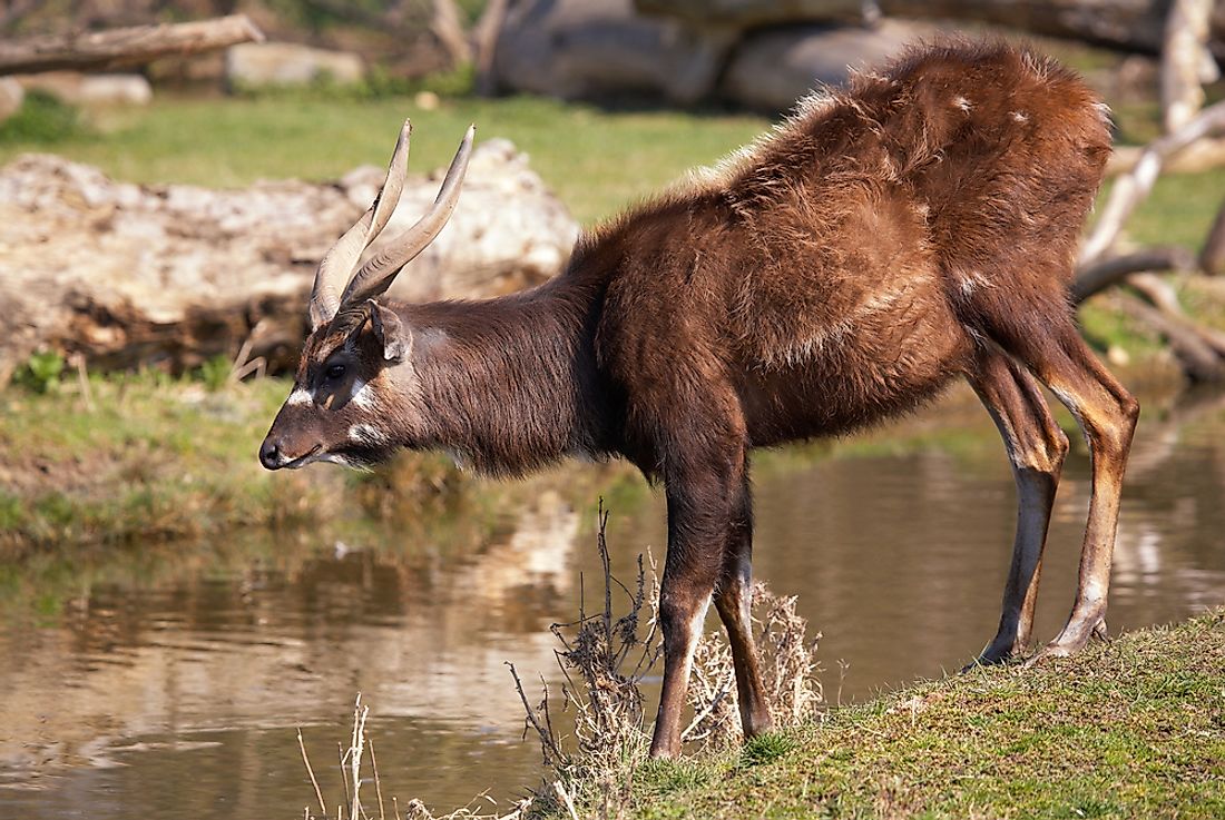 The sitatunga is well adapted to their habitat. 